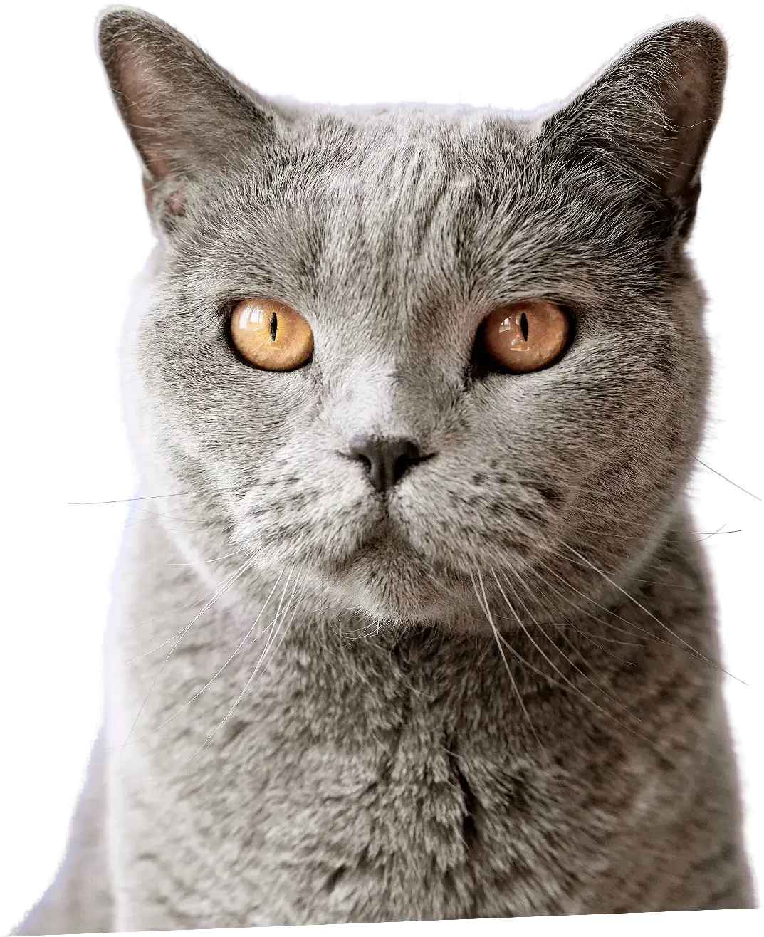 image.psd(2).webp