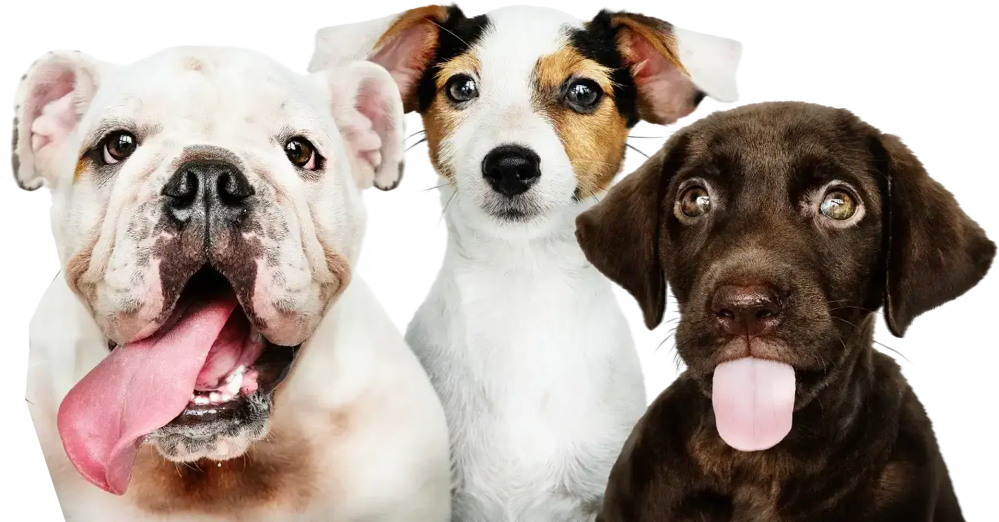files-1.webp