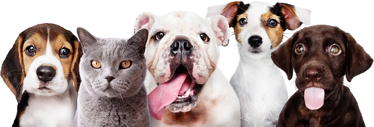 Puppies